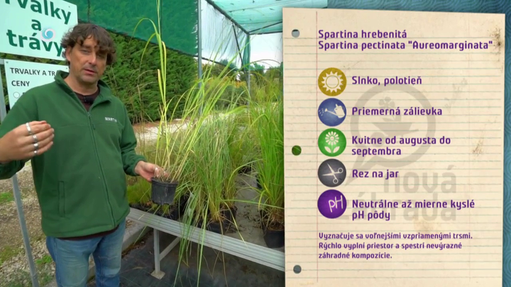 Nova zahrada - okrasne travy